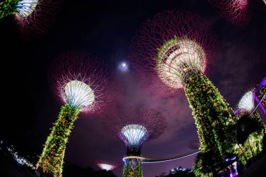 Süperağaç ve şehir manzarası. Çekim Konumu: Singapur