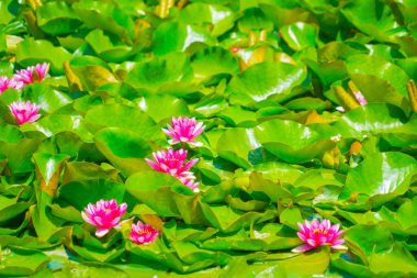 Lotus çiçeği ve yaprak manzarası. Çekim yeri: Kohoku Ward, Yokohama Şehri