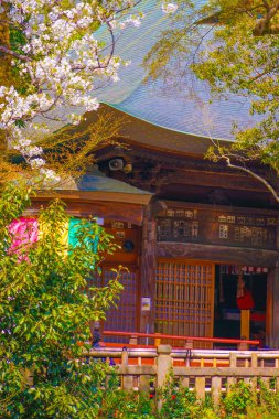 cherry blossoms and monks. Shooting Location: Chofu City, Tokyo clipart