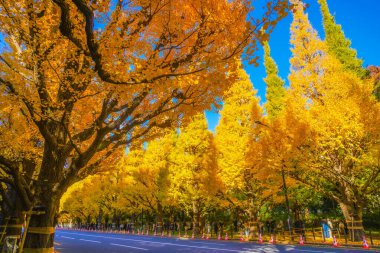 Meiji Jingu Gaien Ginkgo Ağaçları