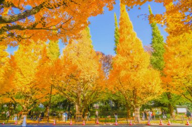 Meiji Jingu Gaien Ginkgo Ağaçları