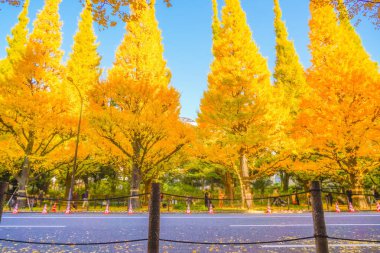 Meiji Jingu Gaien Ginkgo Ağaçları