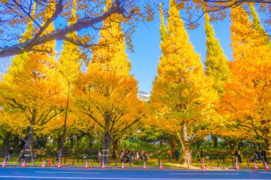 Meiji Jingu Gaien Ginkgo Ağaçları