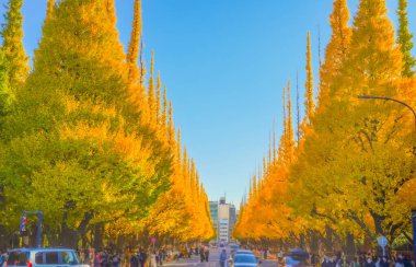 Meiji Jingu Gaien Ginkgo Ağaçları