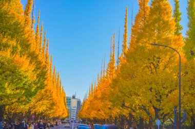 Meiji Jingu Gaien Ginkgo Ağaçları