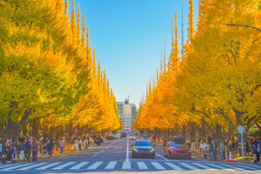 Meiji Jingu Gaien Ginkgo Ağaçları