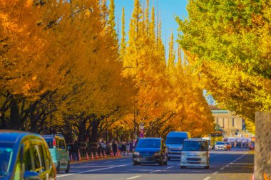 Meiji Jingu Gaien Ginkgo Ağaçları
