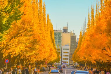 Meiji Jingu Gaien Ginkgo Ağaçları