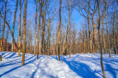 Ağaçlar ve kış manzarası (Shumi Ormanı)