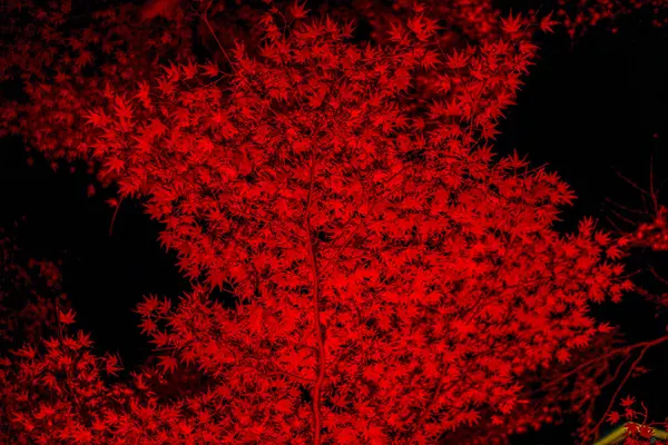 Geceleri canlı sonbahar yaprakları