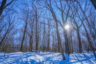 Kış orman sahnesi (Shumi Ormanı)