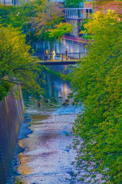 Meguro Koğuşundaki nehir boyunca köprü.