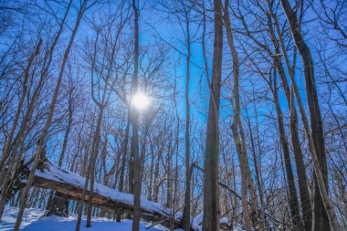 Kış Ormanı ve Güneş (Shumi Ormanı)