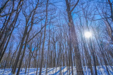 Kış ormanı ve güneş ışığı (Shumi Ormanı)