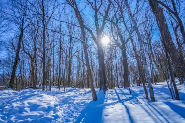 Kış Ormanı ve Güneş (Shumi Ormanı)
