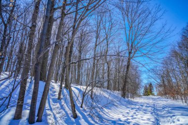 Kış ormanı ve mavi gökyüzü (Shumi Ormanı)