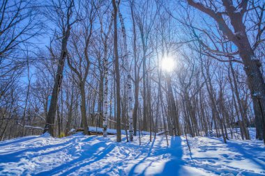 Kar ormanı ve ışık (Shumi Ormanı)