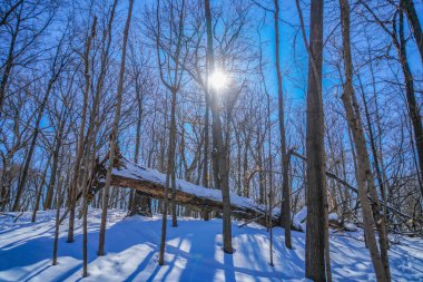 Kış ormanı ve devrilmiş ağaçlar (Shumi Ormanı)