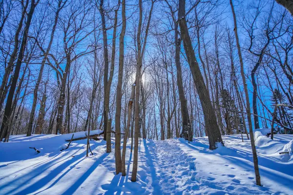 Karlı yol ve kış ağaçları (Shumi Ormanı)