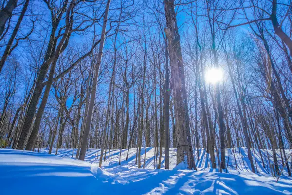 Ormanın kar ve sessizliği (Shumi Ormanı)