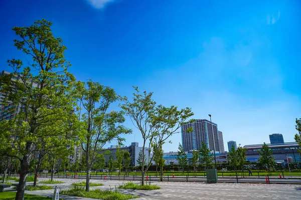 Yüksek binalar ve ağaçlarla kaplı caddeler