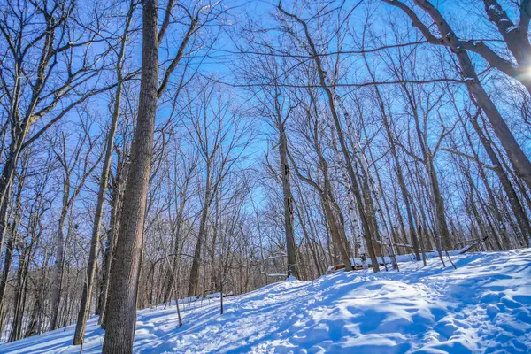 Kış yolları ve ağaçlar (Shumi Ormanı)