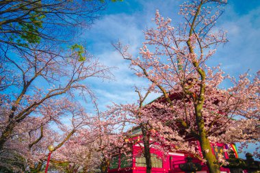 Enfes bahar manzarası. Hyodo.