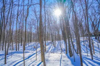 Kış orman manzarası (Shumi Ormanı)