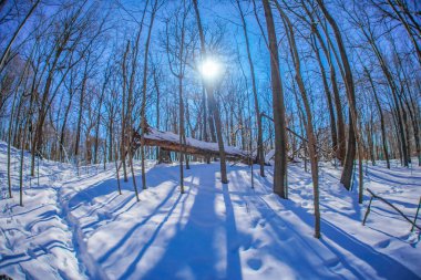 Kış Ormanı Yolu (Shumi Ormanı)