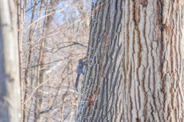 Bir ağaca tırmanan sincap (Shumi Ormanı)