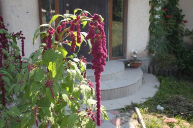 Amaranth flowers on a sunny day close-up. Can be used as a background, wallpaper or for your other design ideas.