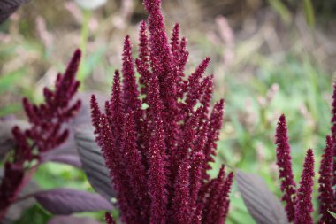 Amaranth flowers on a sunny day close-up. Can be used as a background, wallpaper or for your other design ideas.