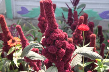 Amaranth flowers on a sunny day close-up. Can be used as a background, wallpaper or for your other design ideas.