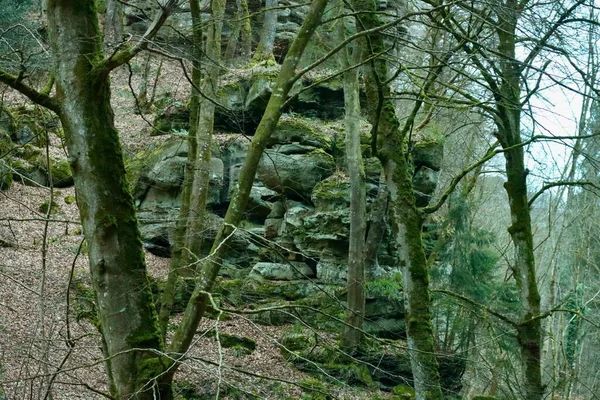 Hohe Kalksteinfelswand Mit Bäumen Darauf Berdorf Region Müllerthal Luxemburg Grünes — Stockfoto