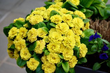 Sarı primula çiçek saksısında yetişiyor, sarı çiçekler açıyor, arka plan bulanıklaşıyor