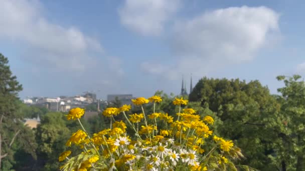 Kytice Žlutých Bílých Květin Pozadí Zelené Stromy Rozmazané Panorama Města — Stock video