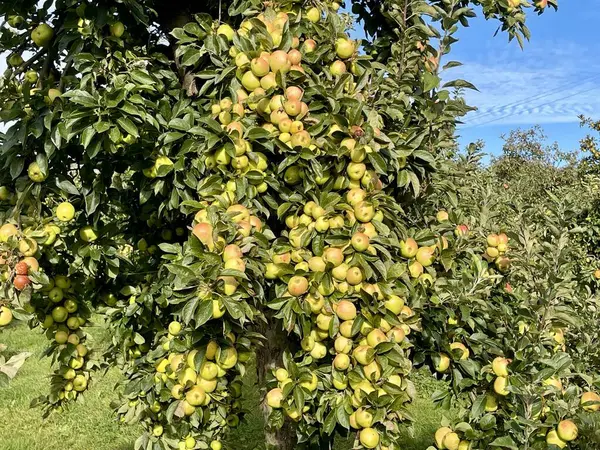 Close up of yellow apples for cider production, in tree with green leaves, on sunny autumn day in Northern France, Normandy
