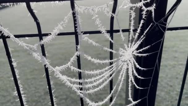 Beyaz Tüylü Donla Kaplı Örümcek Ağı Kış Sabahı Rüzgarda Hareket — Stok video