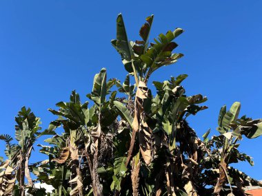 Portimao, Algarve, Portekiz 'deki şehir parkında büyüyen yaşlı bir muz ağacı.
