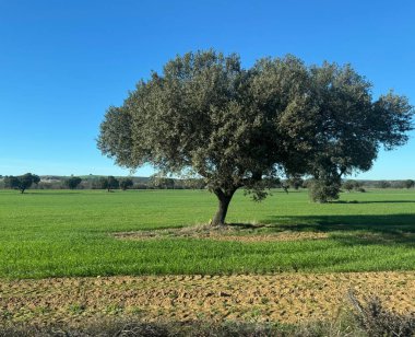 Portekiz 'de yeşil bir ağacın ortasına dikilmiş zeytin ağacı.