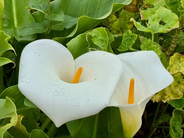 Beyaz zambak yeşil yapraklarla çiçek açar. Namı diğer zambak, zambak ve zambak. 6. evlilik yıldönümünün sembolü, ergenlik ayini, saflık, sadakat, kutsallık.