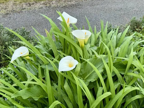Beyaz zambak yeşil yapraklarla çiçek açar. Namı diğer zambak, zambak ve zambak. 6. evlilik yıldönümünün sembolü, ergenlik ayini, saflık, sadakat, kutsallık.