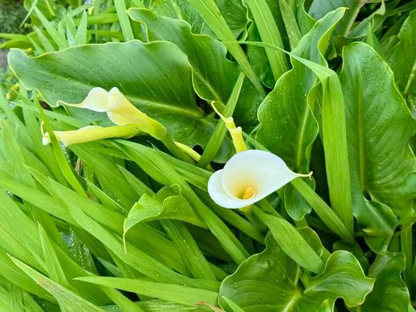 Beyaz zambak yeşil yapraklarla çiçek açar. Namı diğer zambak, zambak ve zambak. 6. evlilik yıldönümünün sembolü, ergenlik ayini, saflık, sadakat, kutsallık.