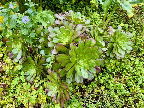 Ağaç aeonyum veya İrlanda gülü denen sulu bir bitki.