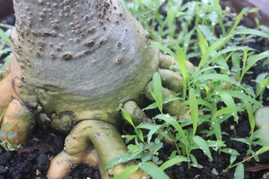 Su damlaları yabani çimenlere düşer