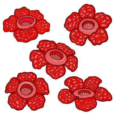 Rafflesia Arnoldii Renkli Tropikal Çiçek İllüstrasyon Seti