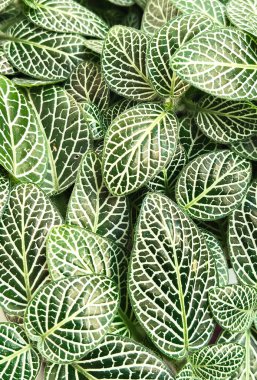 Ayrıntılı Fittonia Yaprak Deseni