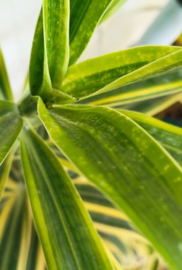 Tropik Dracaena Yeşilliği