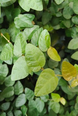 Ficus Pumila Sürünen İncir Yapraklarını Kapat