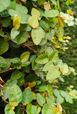 Yemyeşil Sarmaşığın Yakından Görünüşü